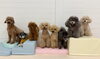 ねむ♡こはく♡ルル♡桃♡まる♡ぷっか♡リリーハッピ「ましゅまろ幼稚園🐾」