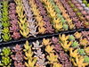 「歳末SALE（12/6～12/31）期間中は多肉植物3割引❕☆彡」