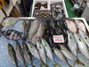 「📣本日のお魚情報🐟」