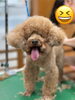 「犬の毛玉を放置すると危険？｜新潟市のトリマーが教えるブラッシングのコツ」