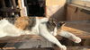 日向ぼっこしてる猫ちゃん🐈「今日は猫に会いに行こう！ワクワクが詰まった癒やしスポット✨」