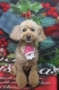 トイプードルのロンちゃん♪ クリスマスフォトで可愛くポーズ！ | 有限