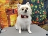 「根元まで濡れたか確認方法【どっぐさろんあきゅ　京都市南区上鳥羽　小型犬専門　トリミング　ペットサロン】」