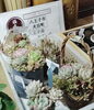 八王子産多肉植物の寄せ植え　入荷！「なんと八王子産の多肉植物も販売している802SKYSHOP 多肉植物の寄せうえも入荷しました。お試し販売価格なので今なら安い！福丸園　犬目町　多肉栽培農家さん　八王子産　多肉　八王子　寄せ植え　八王子」
