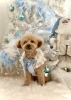 シュンくん「2025 Merry Xmas🎄」