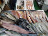 「📣本日のお魚情報🐟」
