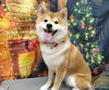 「下から後ろから濡らしていこう【どっぐさろんあきゅ　京都市南区上鳥羽　小型犬専門　トリミング　ペットサロン】」
