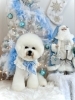 るいくん「2025 Merry Xmas🎄」