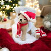 こめこねこ「もうすぐクリスマス🎄」