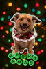 「Dog salon mofu mofu　余市町」