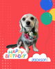 「Dog salon mofu mofu　余市町」