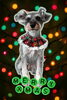 「Dog salon mofu mofu　余市町」
