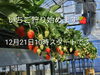 いちご狩りスタートだよ〜🍓「いちご狩りスタートするよ〜🍓」