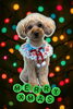 「Dog salon mofu mofu　余市町」