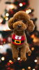 「Dog salon mofu mofu　余市町」