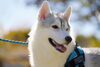 「【大型犬の火葬対応】 ゴールデンレトリバーやハスキーなど、大型犬種も安心してお任せいただける固定炉のご案内」