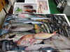 「📣本日のお魚情報🐟」