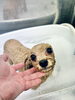 「冬になると犬の毛玉が増えるのはなぜ？｜新潟市のトリマーが教える静電気・乾燥対策」