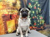 「シャワーヘッドは肌に密着【どっぐさろんあきゅ　京都市南区上鳥羽　小型犬専門　トリミング　ペットサロン】」