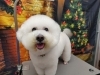 「ごろんしている間にお腹もバリカン【どっぐさろんあきゅ　京都市南区上鳥羽　小型犬専門　トリミング　ペットサロン】」
