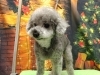 「口から何か飛んだ【どっぐさろんあきゅ　京都市南区上鳥羽　小型犬専門　トリミング　ペットサロン】」
