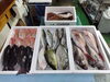 「📣本日のお魚情報🐟」