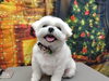 「お風呂に浸かってみよう【どっぐさろんあきゅ　京都市南区上鳥羽　小型犬専門　トリミング　ペットサロン】」