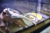 ヘビ年も残りわずか…「巳年の締めくくりに。水族館で出会えるヘビのお話【かすみがうら市水族館】」