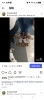 Instagramから詳細動画は文章内リンクから「周囲に惑わされず落ち着いた行動を教える■子犬教室」
