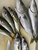 「本日は牡蠣フライ」