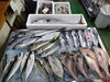 「📣本日入荷のお魚情報🐟」
