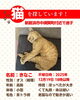 「【新居浜市中須賀町】迷い猫を探しています（不明になった日：2025年12月19日）」