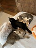 ビビ、まがり、チョビ「チョビヒゲ模様の女の子! チョビちゃん」