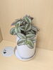 自習机のうえにあります「新入り観葉植物」