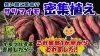 「初心者の発想で常識を覆す！　密植植えのサツマイモ大収穫祭　たねのハシモトミヤ」
