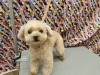 「ブラッシングすると足が動く【どっぐさろんあきゅ　京都市南区上鳥羽　小型犬専門　トリミング　ペットサロン】」