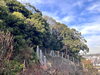 当社社叢林風景「⛩️社叢林の持・管理⛩️」