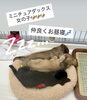 お昼寝「ミニチュアダックスの女の子たち、仲良くお昼寝中です♪」