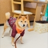 うめちゃん「今日のお友達」