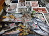 「📣本日入荷のお魚情報🐟」