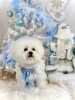 ぱんちゃん「2025 Merry Xmas🎄」