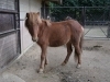 メスののどか「帰っていき、やってくるノマウマ🐴」
