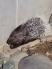 「【動物の様子】秋の楽しみ」