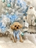 こたろうくん「2025 Merry Xmas🎄」
