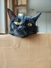 「箱からひょっこり♪ 黒猫さんのお留守番サポートもお任せください」