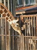 覗き込む杏子にほっとした様子のココ「ココようこそとべ動物園へ」