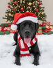 ぽてむ「MerryXmas」