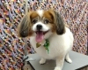 「汚れやすい部分だけカット【どっぐさろんあきゅ　京都市南区上鳥羽　小型犬専門　トリミング　ペットサロン】」