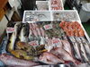「📣本日のお魚情報🐟」