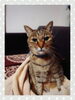 毛布は渡さない‼️😺ニャー「冬本番!冷える身体を温めるのに葛湯が優勝の理由☆」